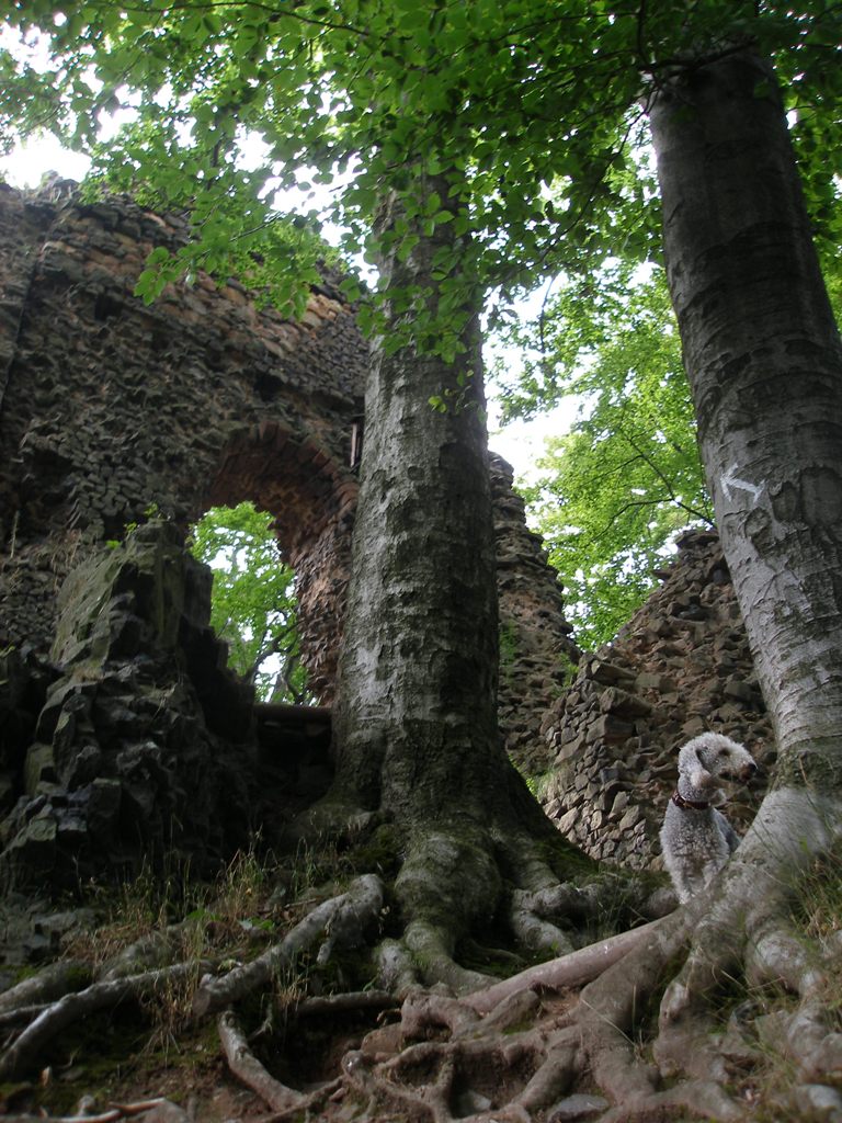 Zřícenina Bradlec